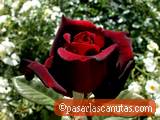 foto de flor rosa negra roja Black Queen con tama�o de 160X120; ver distintas medidas disponibles a la derecha